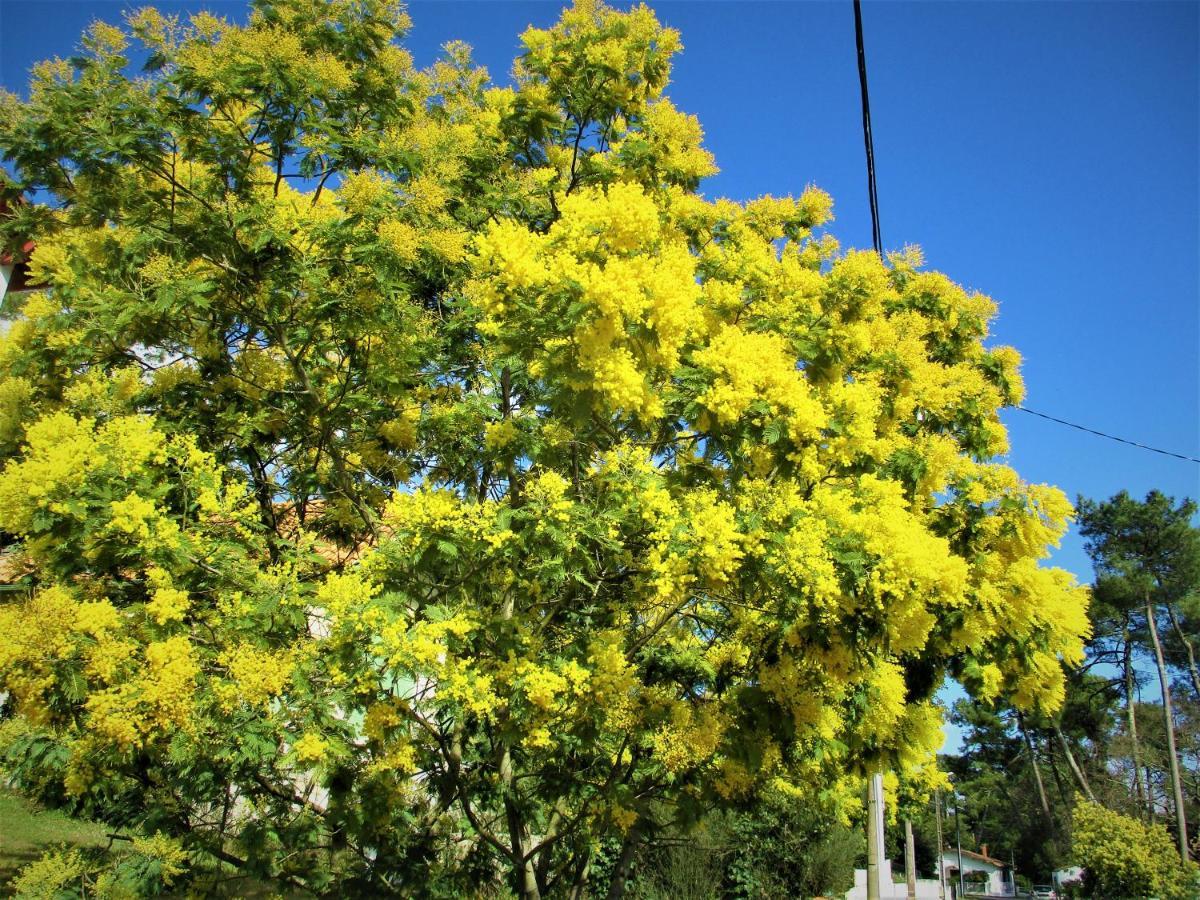Mer A 200M,,Ds Les Mimosas En Fleur ! Ronce-les-Bains Exteriör bild